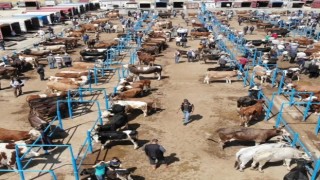 Afyonkarahisarda ki hayvan pazarlarında kurbanlık denetimleri sürüyor