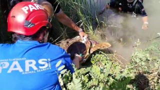 Ağa takılan caretta carettaya anne şefkatiyle kurtarma