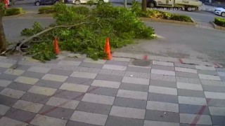 Ağacın kırılan dalı yola devrildi, faciadan dönüldü