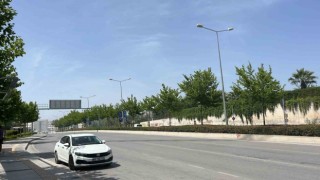 Ağaçlar taşınarak koruma altına alınacak