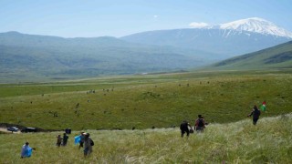 Ağrı Dağı eteklerinde toplanan bitkilerinden aromatik yağlar üretilecek