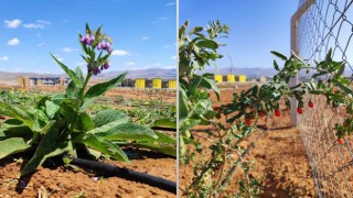 Ahi Evran Üniversitesinde tıbbi aromatik bitkilerin ilk hasadı başladı