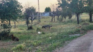 Akyurtta başıboş köpekler 4 koyunu telef etti