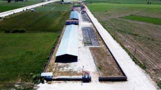 Alacada hayvan pazarları bayrama hazırlanıyor