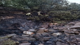 Alaşehirde 50 dekarlık meyve bahçesi kül oldu