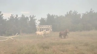 Alevler fakülteye kadar geldi, atlar tahliye edildi