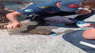 Alevlerin ortasında kalan kaplumbağaya ekiplerden yardım eli