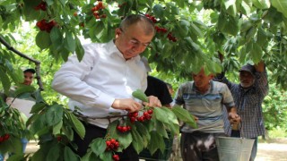 Amasyada dalları kiraz bastı, rekolte 50 bin ton