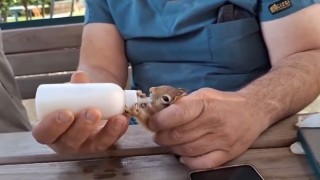 Anne şefkati ile büyütülen yavru sincaplar doğaya salındı