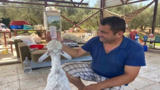 Annesi ölen oğlağı bebekleri yaptılar, altını bezleyip biberonla besliyorlar