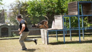 Antalyada para ve madde kokusuna duyarlı köpekler operasyonların kurtarıcısı