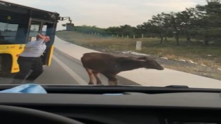 Arnavutköyde yola çıkan manda yavrusu trafiği birbirine kattı
