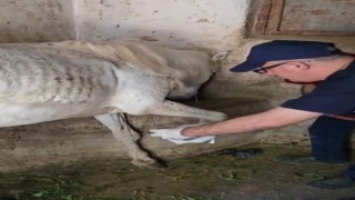 Ayağına çivi batan atın yardımına veteriner hekimler koştu