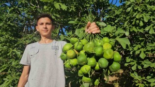 Aydın incirinde ilekleme aralıksız sürüyor