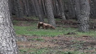 Ayı ile vatandaşın tebessüm ettiren diyaloğu