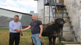 Bağışlar arttı kurbanlıklar pazarda kaldı