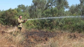Balıkesirdeki yangında yüzlerce zeytin ve meyve ağacı zarar gördü