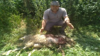 Başıboş köpekler 9 küçükbaş hayvanı parçaladı