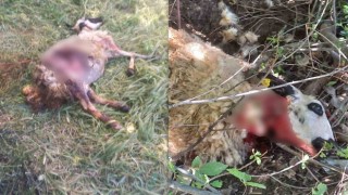 Başıboş köpekler kurbanlık koyunları telef etti
