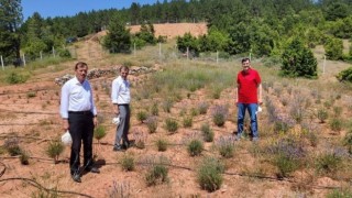 Başkan Kahveci, Hisarcıkta tıbbi ve aromatik bitkileri inceledi