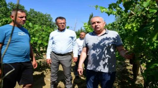 Başkan Öküzcüoğlu, fırtına ve dolunun vurduğu bağları inceledi