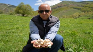 Bayburtta protein deposu mantarın ve bin bir derde deva çaşır otunun zorlu mesaisi