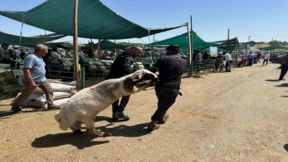 Bayramın ilk gününde kurban pazarında hareketlilik