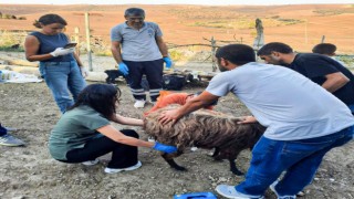Belediyeden Mardin ve Diyarbakıra veteriner ve itfaiye desteği
