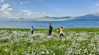 Bembeyaz papatya tarlası fotoğrafçıların gözdesi