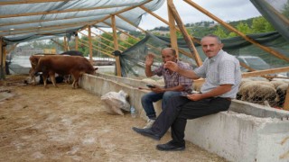 Besiciler bayramda da kurbanlık mesaisinde