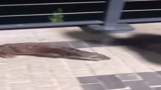 Beykozda su samuru görüntülendi