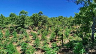 Bingölde 4 farklı noktada uyuşturucu ele geçirildi