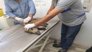 Bodrumda 3 bin 738 sokak hayvanına müdahale edildi