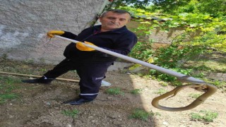 Bozüyük Belediyesi İtfaiyesinden yılan operasyonları