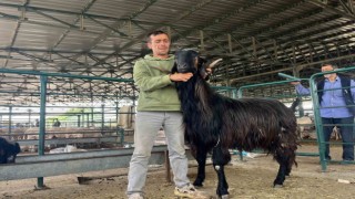 Bu keçi danalara rakip oldu