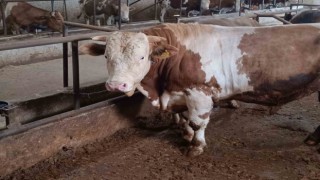Bu kurbanlığın benzeri çok az, bin 850 kiloluk ‘Paşa yeni sahibini bekliyor