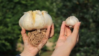 Bu sarımsağı gören bir daha bakıyor