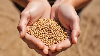 Buğday alım fiyatları ekmek fiyatının altında kaldı