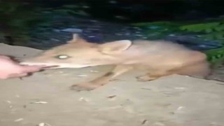 Bursada aç kalan tilki vatandaşın elini ısırdı, hastanede kuduz aşısı oldu