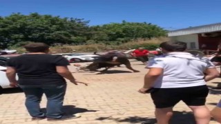 Bursada kaçan boğa ortalığı birbirine kattı
