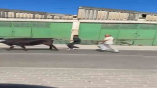 Bursada kaçan kurbanlıklar ortalığı birbirine kattı