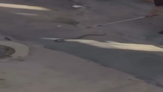Bursada yılan paniği kamerada