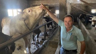 Çanakkalede 1 ton 800 kilogram ağırlığındaki isimli boğa 340 bin TLden alıcısını bekliyor