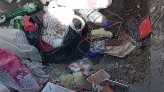 Canlı civcivi çöpe attılar