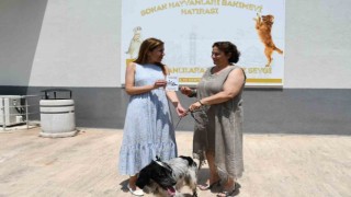Cesur, Büyükşehirin şefkatli ellerinde iyileşti