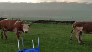 Ceviz büyüklüğünde dolu yağdı, köy beyaza büründü