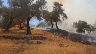Çinedeki yangın kontrol altına alındı