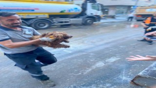 Çöken binanın enkazından 12 saat sonra bir köpek canlı olarak kurtarıldı