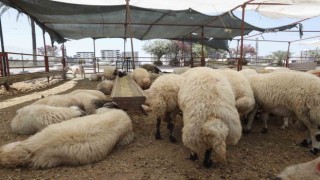 Çukurovada kurban satış alanları denetleniyor