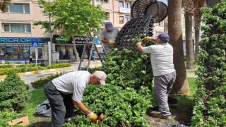 Darıcada Kurban Bayramı öncesi hummalı çalışma sürüyor